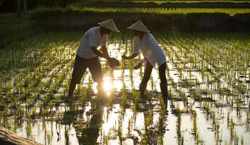 Rice Planting 57f738877ed97