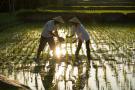 Rice Planting 57f738877ed97