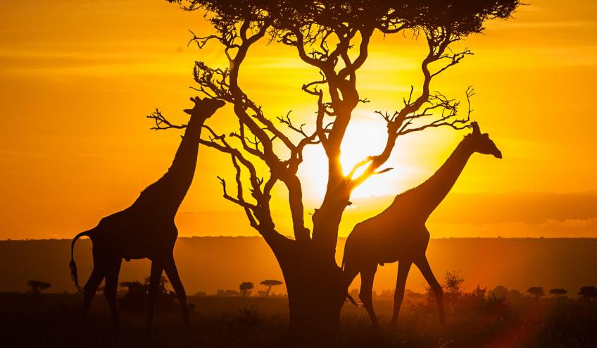 kenya safari
