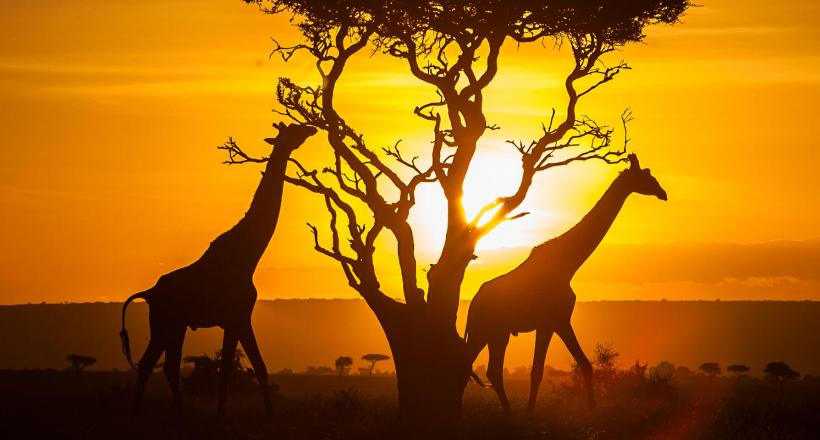kenya safari