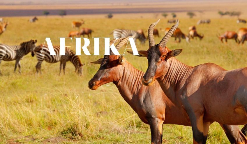 AFRIKA (3)