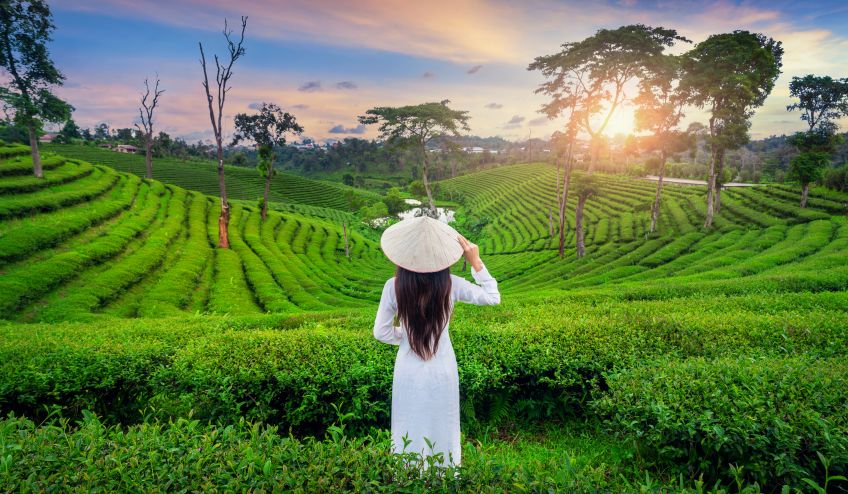 asian woman wearing vietnam culture traditional tea plantation chiang rai thailand