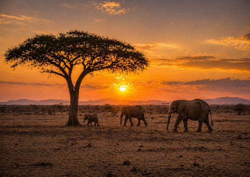 Afrika